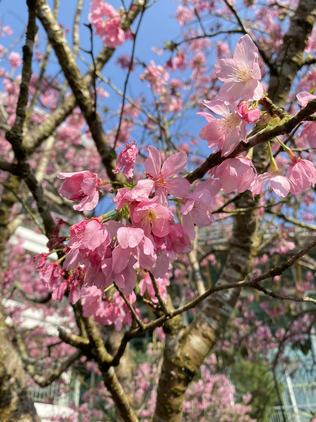 櫻花季來啦～這次前往台北陽明山賞櫻