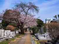 🌸 Sakura & Serenity: My Unexpected Adventure in Aoyama Cemetery 🌸