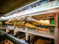 Manchester Museum