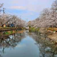リフレクションが楽しめる桜スポット