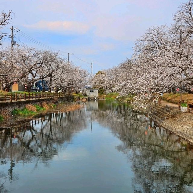 リフレクションが楽しめる桜スポット