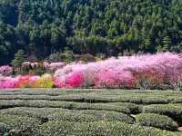 🌸 Fuyang Eco Park in Sakura Season: A Pink Paradise You NEED to See! 🌸