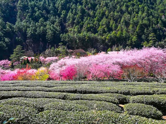 🌸 Fuyang Eco Park in Sakura Season: A Pink Paradise You NEED to See! 🌸