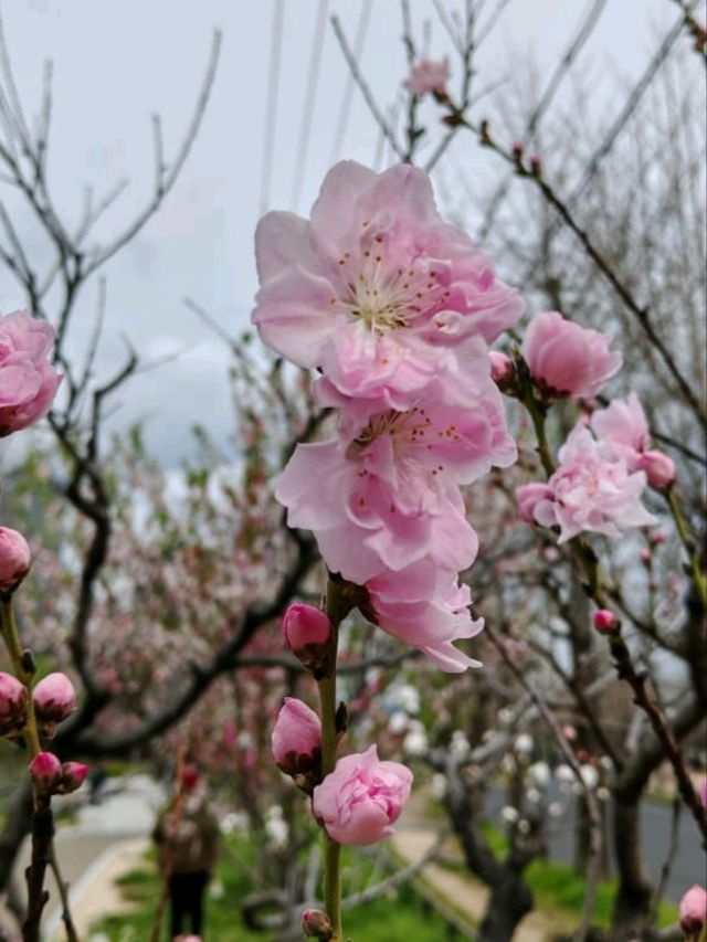 大阪城公園历史與自然的完美融合