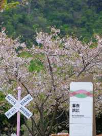 Muyan Riverside Cherry Blossoms, Nanjing's Longest Riverside Sakura Promenade