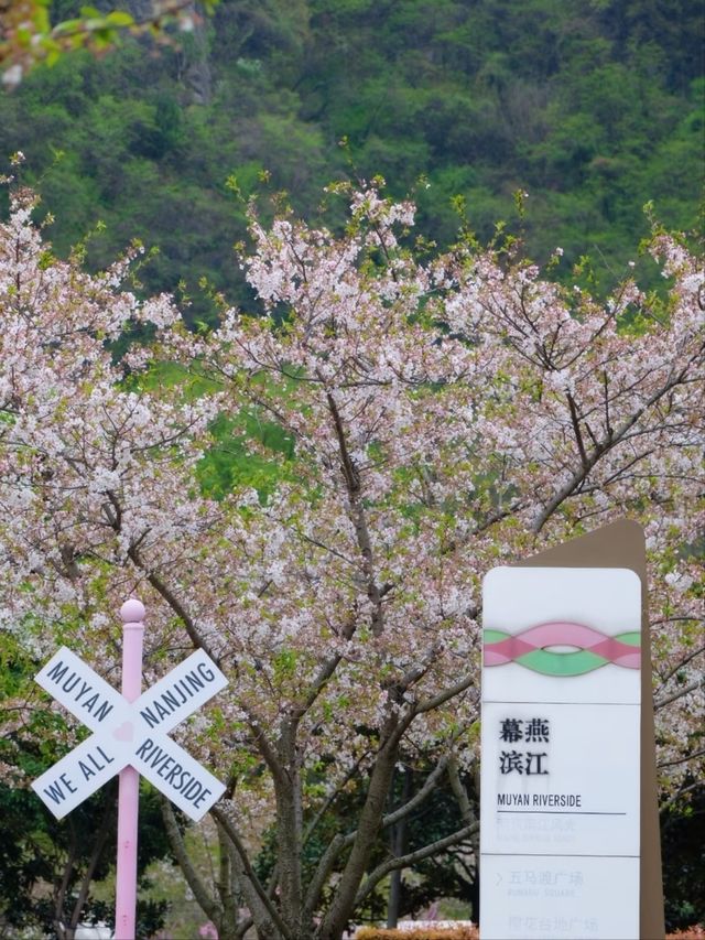 Muyan Riverside Cherry Blossoms, Nanjing's Longest Riverside Sakura Promenade