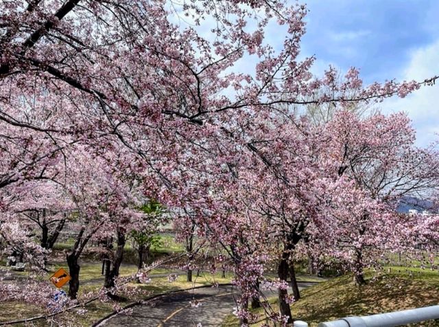 札幌農試公園，市民賞櫻踏青的農業試驗園區