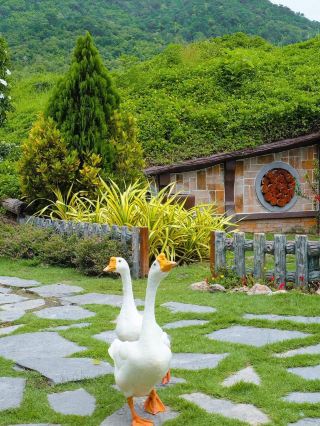 furry friends in the heart of Ratchaburi