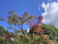 Kinkaku-ji: Kyoto’s Golden Jewel Among Zen Temples