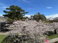 🌸函館必打卡！邂逅五棱郭公園絕美櫻海