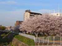 系田川櫻花道，大阪近郊江坂的市民親水河堤