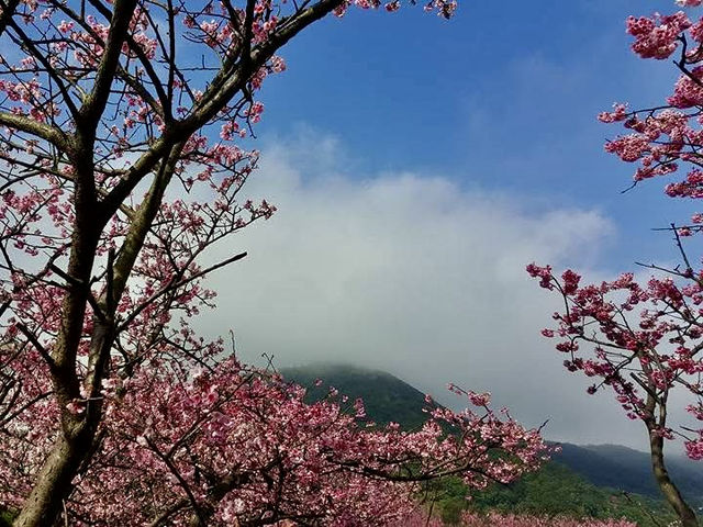 都市叢林的櫻花仙境又粉嫩爆開了
