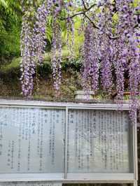 【山口グルメ】蛍街道西ノ市