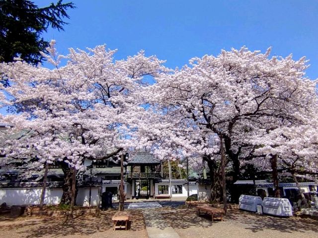 曹洞宗 五鋒山 松音寺，伊達家宗廟與春櫻的相互輝映
