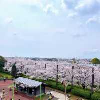 名古屋櫻花季 | 空中單車的夢幻之旅