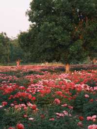 🌸 Lost in Time at Yuanmingyuan | A Sunset Peony Wonderland