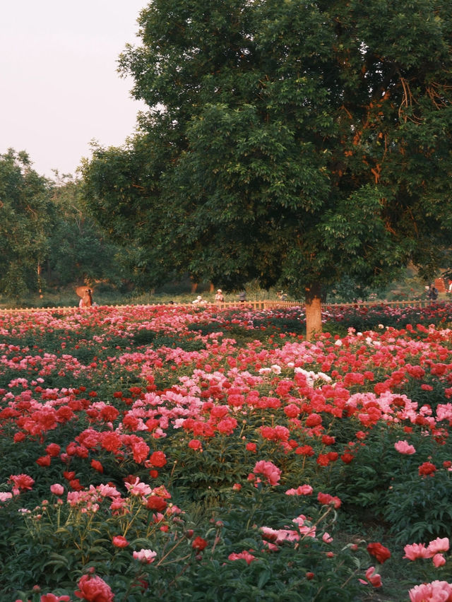 🌸 Lost in Time at Yuanmingyuan | A Sunset Peony Wonderland