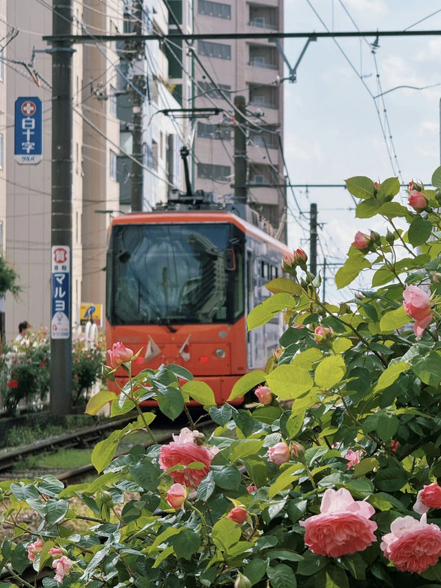 🌹 Otsuka Rose Festival – A Blooming Delight You Can’t Miss! 🌹