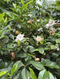 香港動植物公園｜深度遊的都市綠肺與歷史縮影