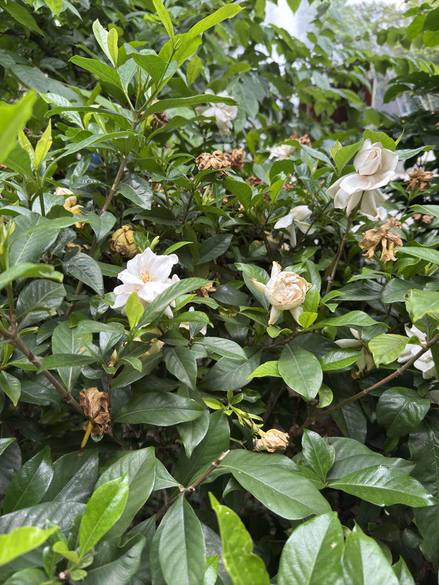 香港動植物公園｜深度遊的都市綠肺與歷史縮影