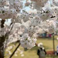 Blossoms and Bliss at Gucun Park