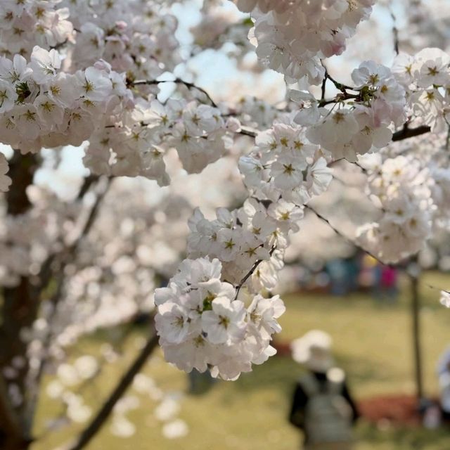 Blossoms and Bliss at Gucun Park
