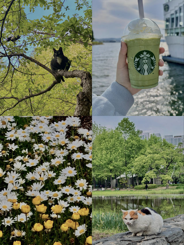 水上星巴克欣賞漢江風景+首爾林公園散步