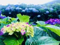 台北｜陽明山繡球花季起跑 一個月花期限定絕美花海