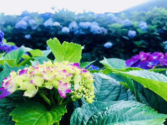 台北｜陽明山繡球花季起跑 一個月花期限定絕美花海