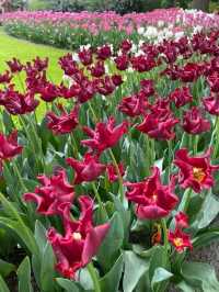 Keukenhof Gardens: A Living Rainbow in the Heart of the Netherlands