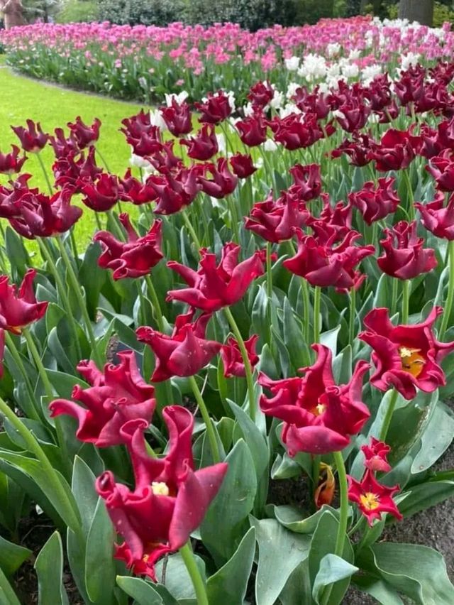 Keukenhof Gardens: A Living Rainbow in the Heart of the Netherlands