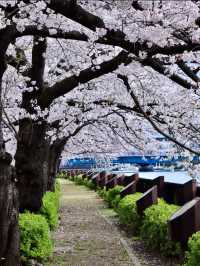OKAWA RIVER| OSAKA’S BLOSSOM-FILLED WATERFRONT ESCAPE