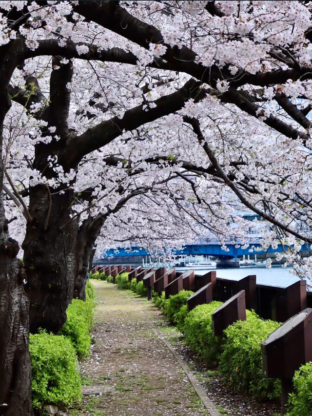 OKAWA RIVER| OSAKA’S BLOSSOM-FILLED WATERFRONT ESCAPE