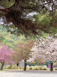 천안 겹벚꽃 명소는 여기 🩷