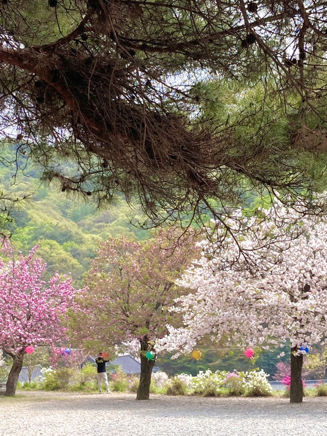 천안 겹벚꽃 명소는 여기 🩷