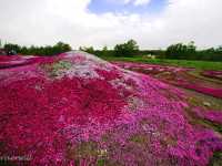 【北海道】個人宅の庭が会場！倶知安名物「三島さんの芝桜庭園」