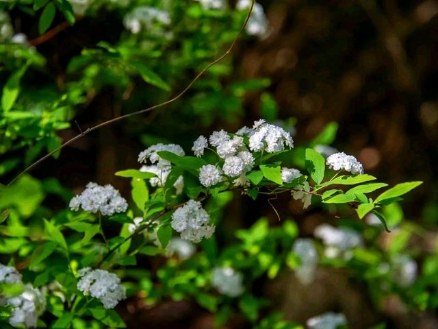 Spring Stirs in the City – Mayfield Park in Bloom