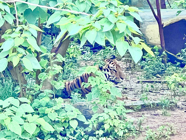［新竹旅遊］新竹市立動物園-親子共遊好去處🐒