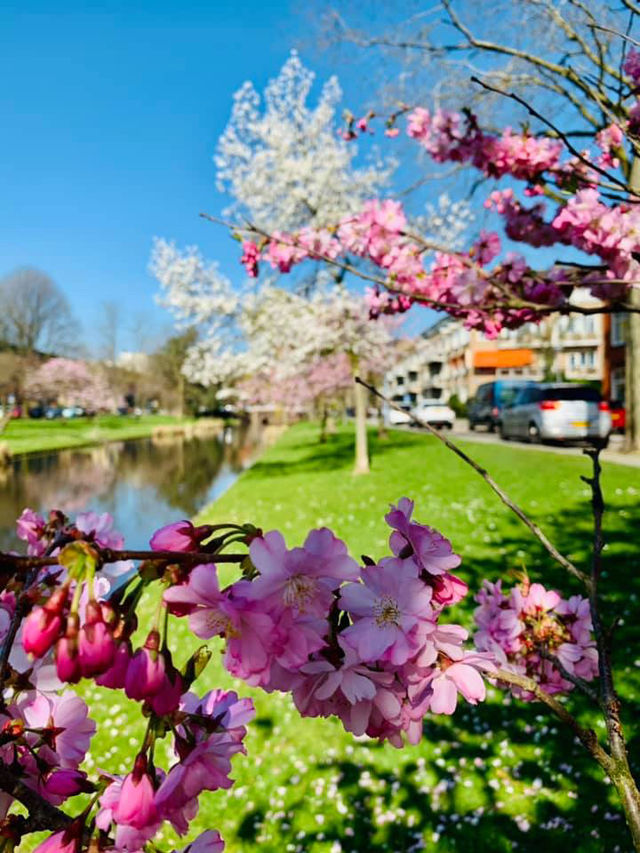 Spring in Rotterdam: A Vibrant Celebration of Nature