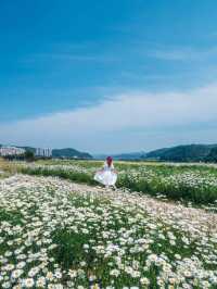 🌼샤스타 데이지 가득한 섬 🌼 공주 미르섬