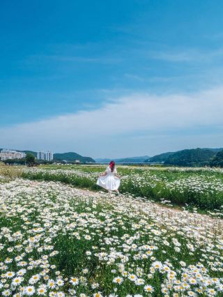 Shasta Daisy Island, Princess Mir Island 🌼