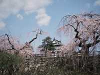 弘前公園櫻花季