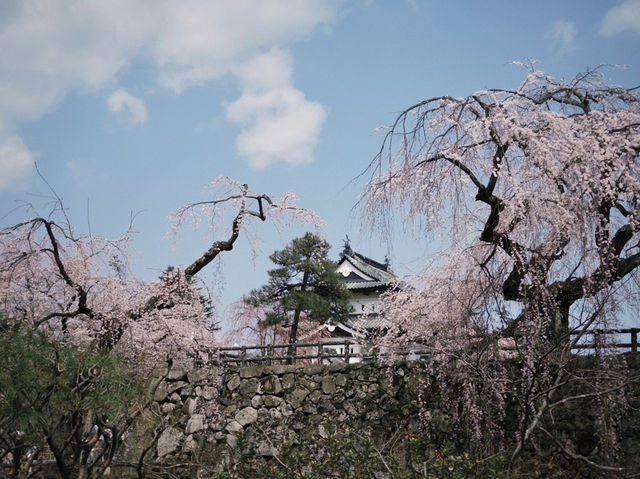 弘前公園櫻花季