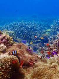 海の中に広がる感動の世界、シミランでしか味わえない体験を🐢🌊✨