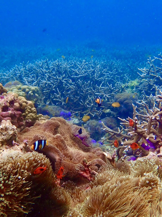 海の中に広がる感動の世界、シミランでしか味わえない体験を🐢🌊✨
