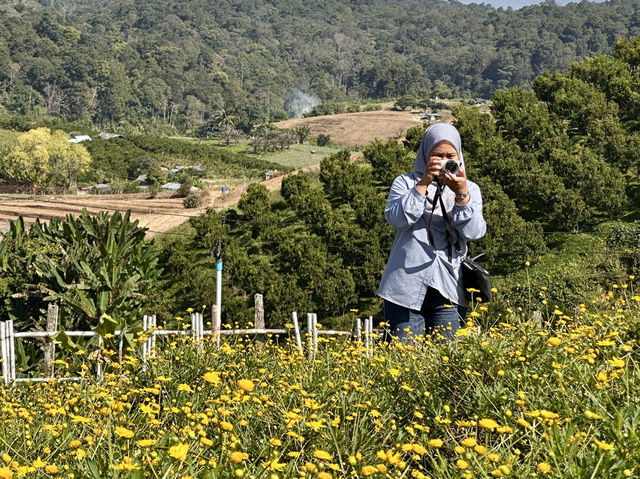 Lavender Dreams & Sunny Sips at Pang Hwa Garden, Chiang Mai. 