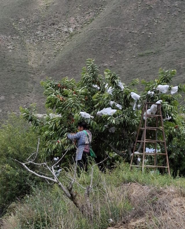 A few tips for visiting cherry picking orchards