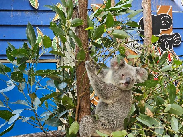 Dreamworld – Gold Coast, QLD