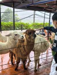 Cameron Highland, Pahang
