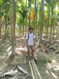 A Trip to a Betel Nut Farm
